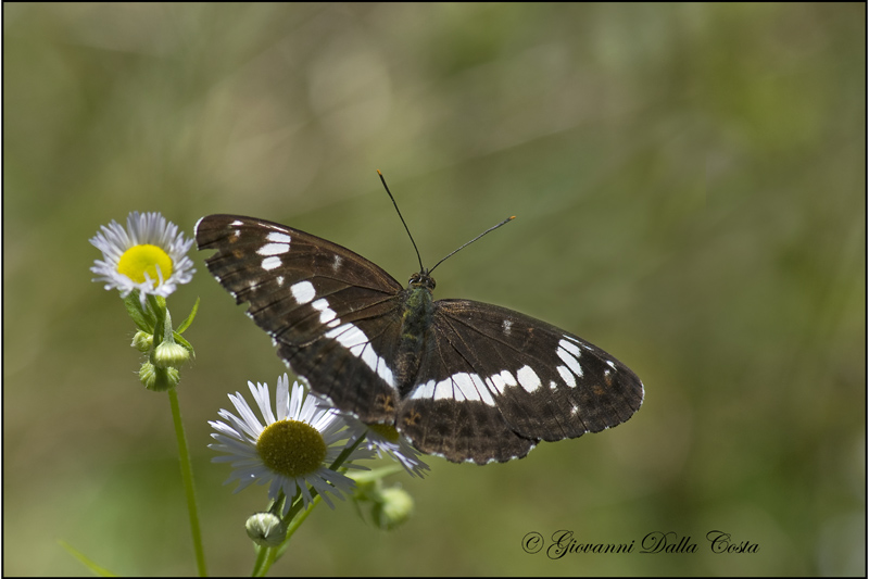 Limenitis camilla  